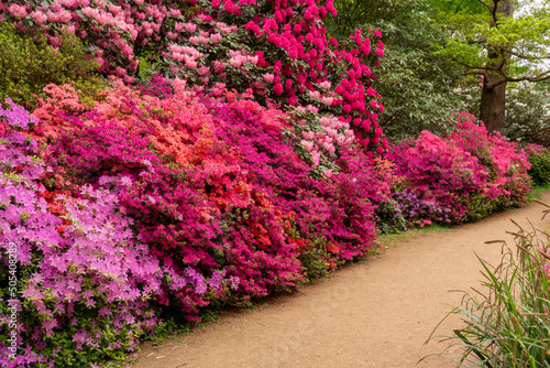 A colourful display of azaleas and rhododendrons by a path on a plantation