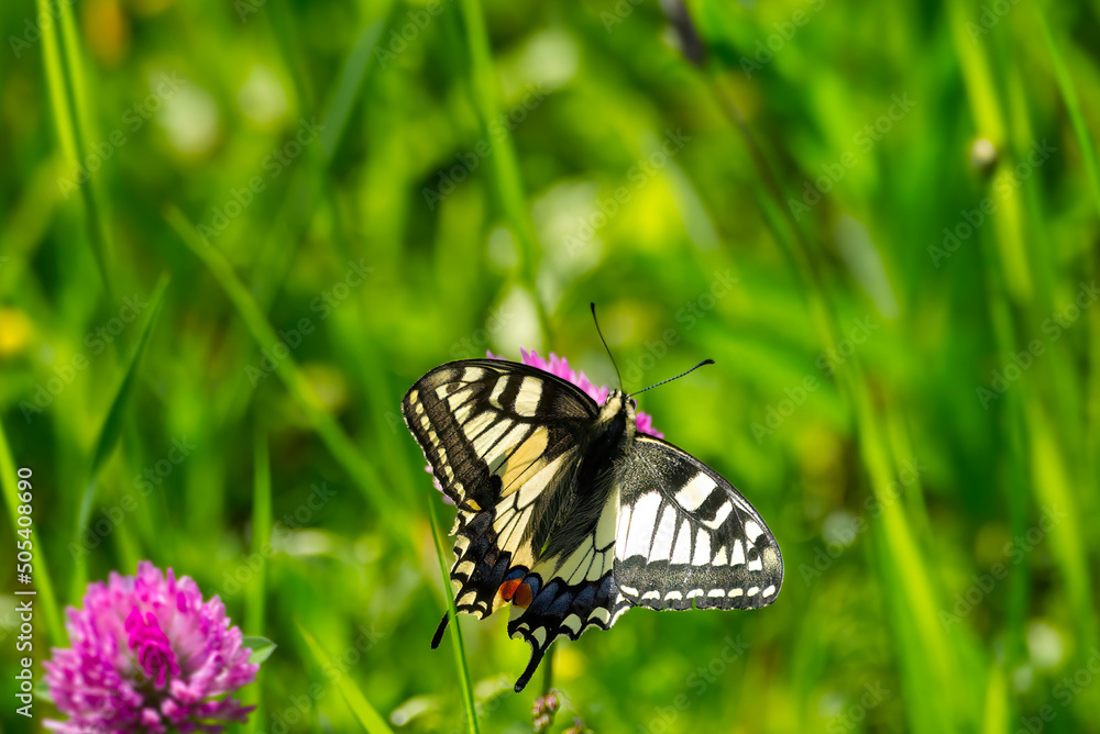 Old World Swallowtail or common yellow swallowtail (Papilio machaon) sitting on pink flower in Zurich, Switzerland Old World Swallowtail or common yellow swallowtail (Papilio machaon) sitting on pink flower in Zurich, Switzerland