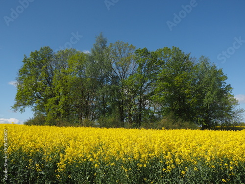 rapeseed field © rarchitekt