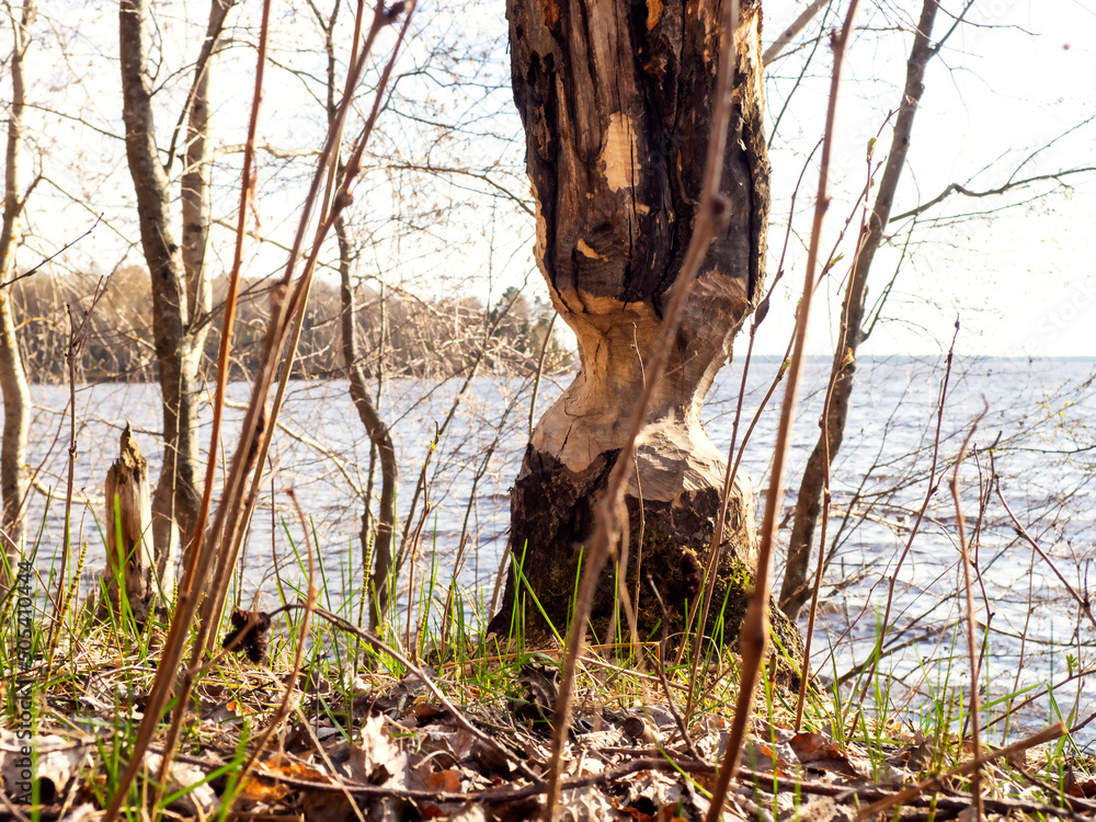 A tree gnawed by a beaver. The concept of conservation. A tree gnawed by a beaver. The concept of conservation.
