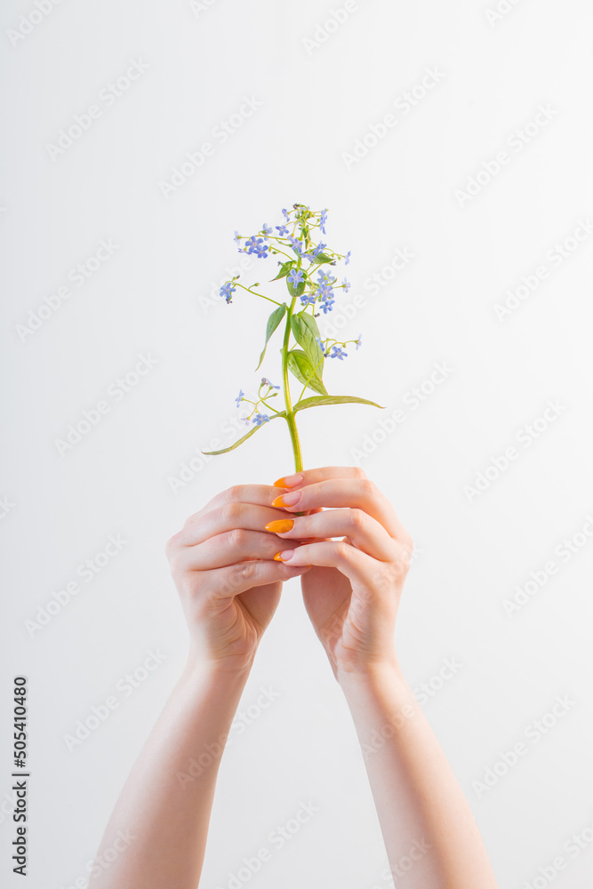 female hand with manicure with flower on white background female hand with manicure with flower on white background