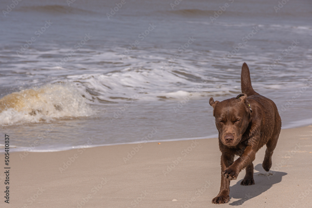 Sylt - brauner Labrador am Strand Sylt - brauner Labrador am Strand