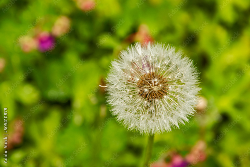 Dandelion seed head closeup as floral background Dandelion seed head closeup as floral background