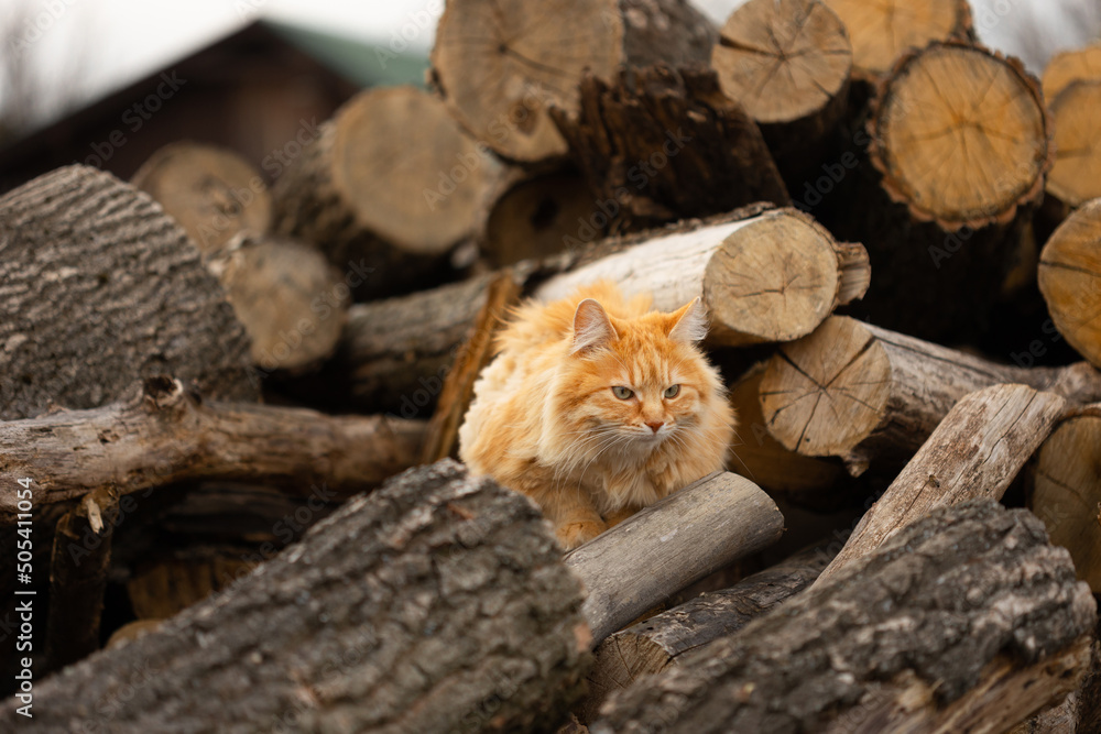 Obraz premium Red cat resting on logs