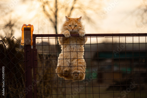 Red bobtail cat climbs over the fence