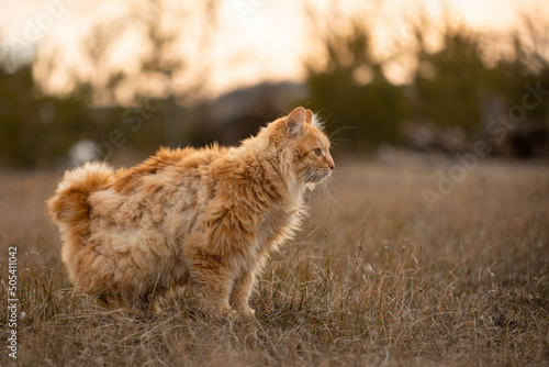 Bobtail cat walks on dry grass in the rays of sunset