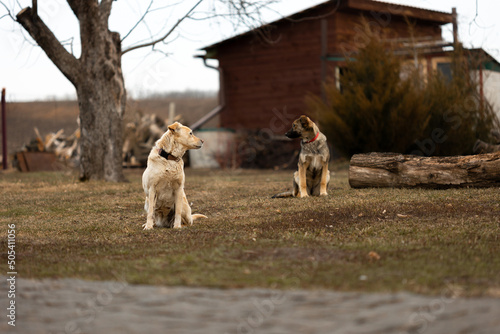 Billede på lærred Two dogs stand guard over the territory and look in different directions