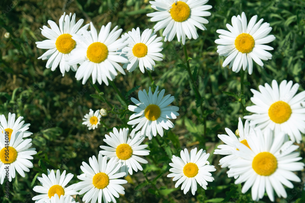 daisies in the grass daisies in the grass