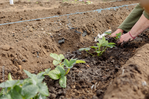 Woman is planting seedlings of strawberries. Gardening work. Country life. Eco farm. High quality photo