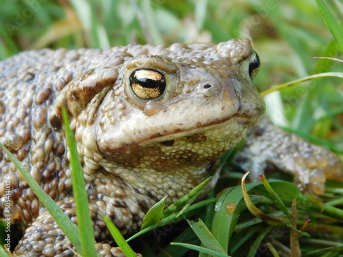 bufo bufo The common toad, European toad, or in Anglophone parts of Europe, simply the toad, is a frog found throughout most of Europe, in the western part of North Asia, and in a small portion of Nor photo