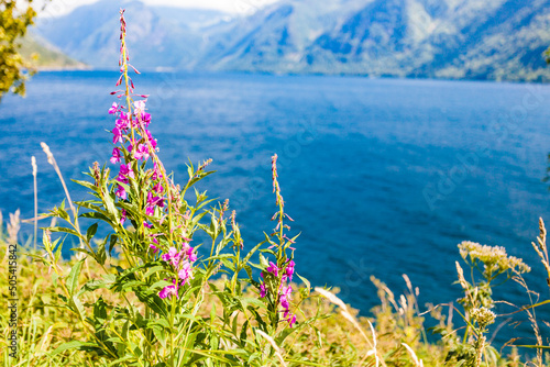 Purple flowers rosebay on norwegian fjord photo