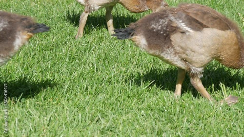 Little baby geese graze on the lawn in the park photo