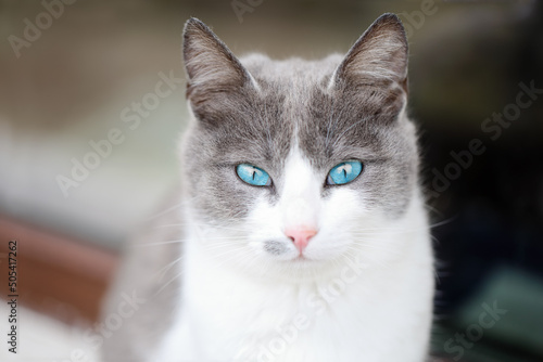 Close up portrait of a beautiful white and grey female cat with turquoise blue eyes