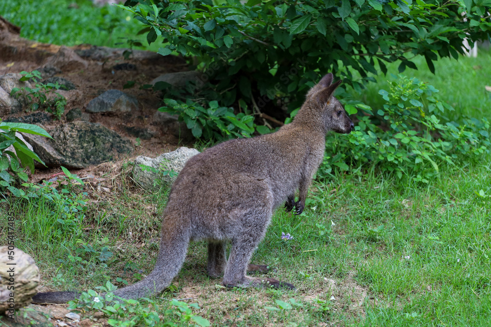 Fototapeta premium The baby kangaroo is stay and eat grass in garden
