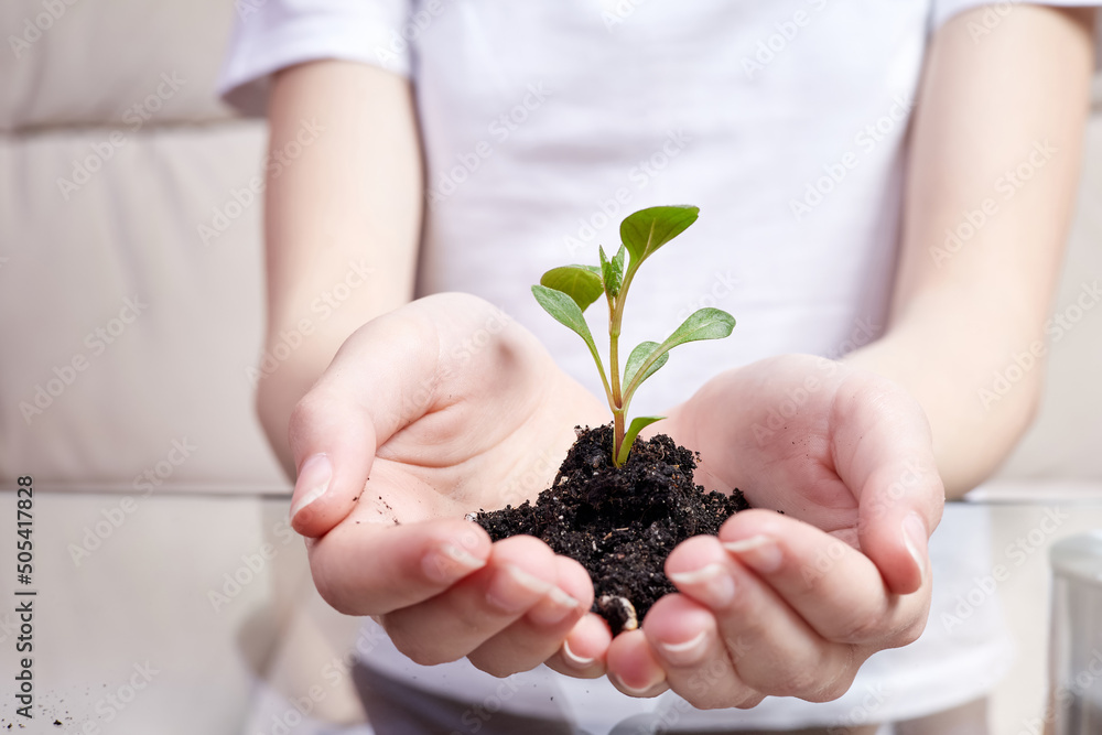 Close-up of a girl holding a young fresh sprout green plant in palm of her hand