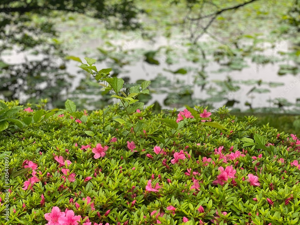 Pink azaleas blossoming in the park of Ueno, downtown Tokyo Japan, year 2022, surrounded by the lotus pond in growing.