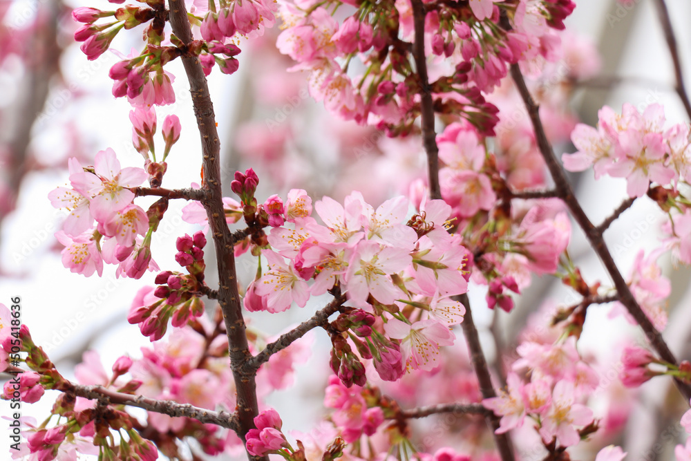 北海道札幌市の桜 北海道札幌市の桜