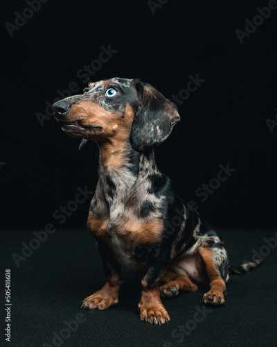 dachshund with blue eyes in studio