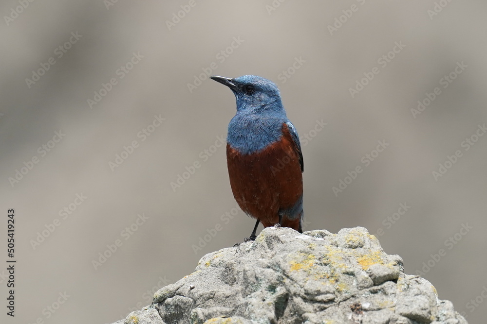 blue rock thrush on the cliff blue rock thrush on the cliff
