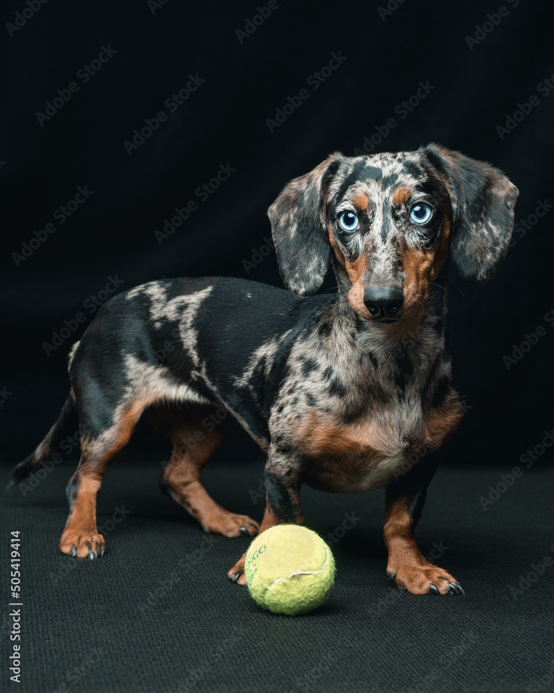 Miniature dachshund blue clearance eyes