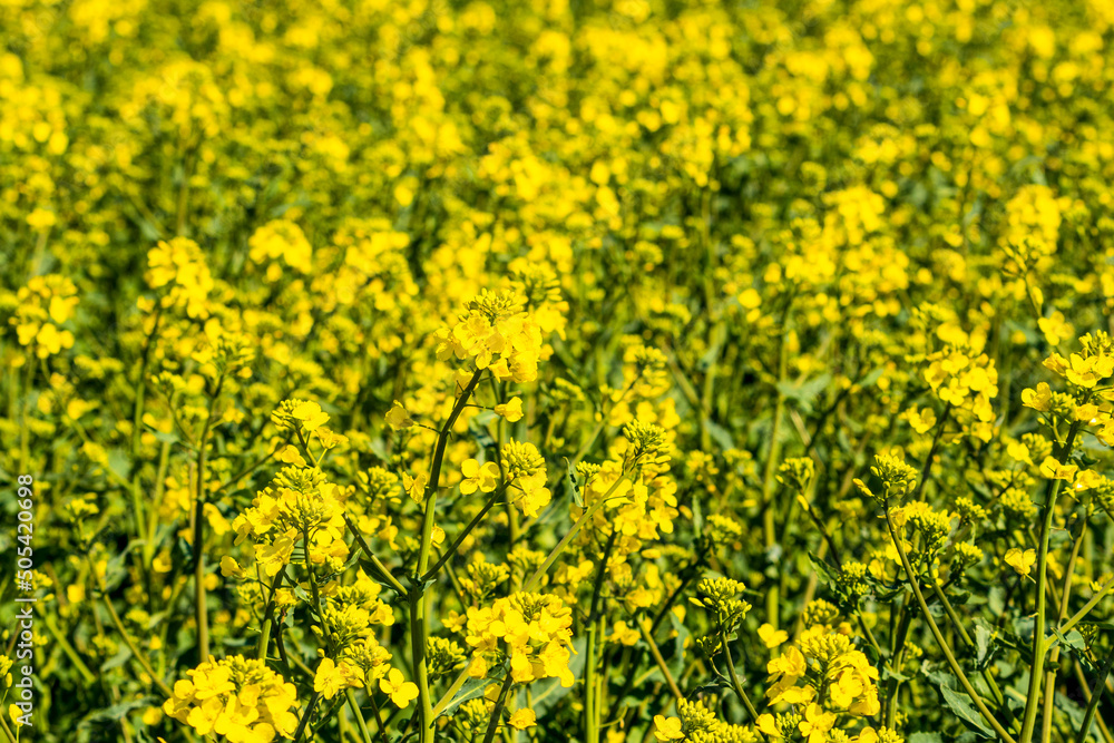 Fototapeta premium Golden yellow oilseed rape field