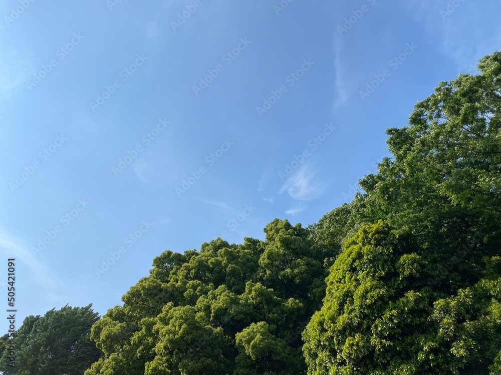 Sky and tree of Tokyo Japan, year 2022 May
