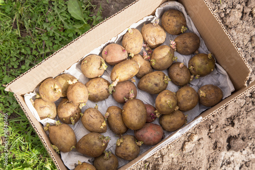 Potatoes with sprouts for planting and growing in cardboard box on ground in garden, top view photo