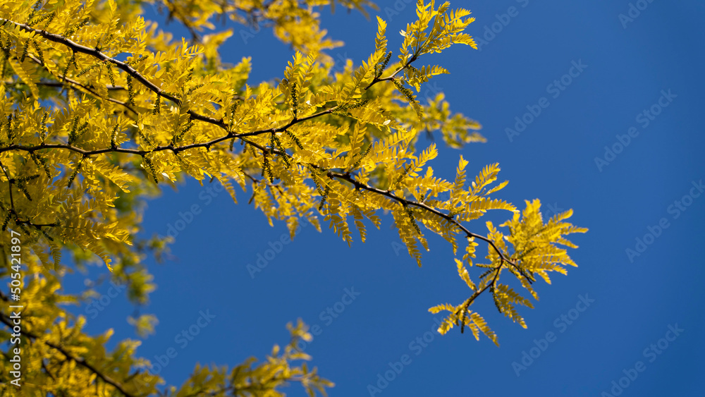 spring tree with yellow leaves on blue sky