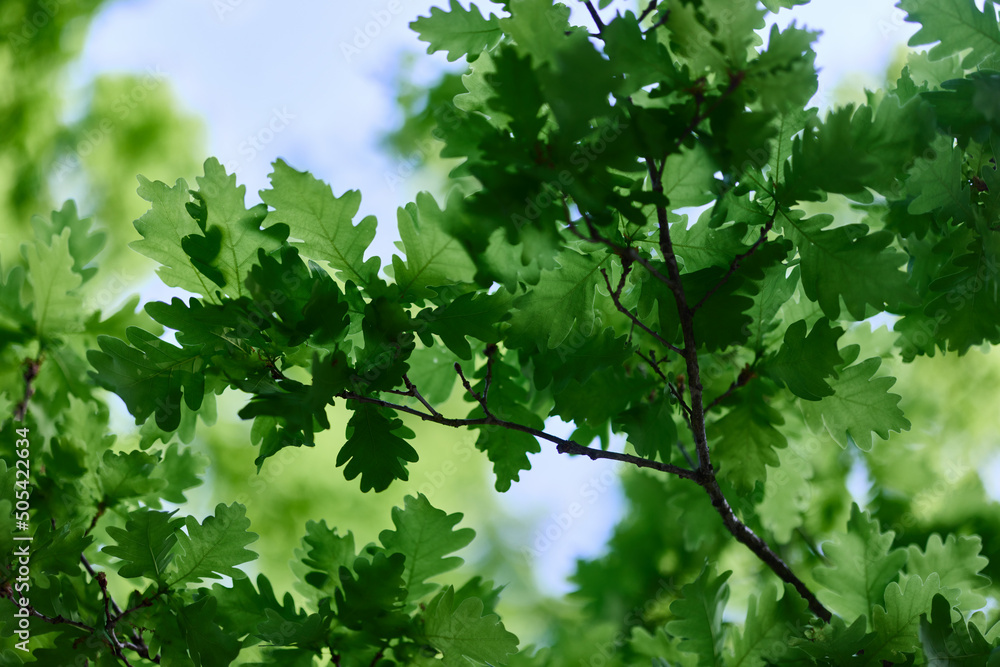 Green fresh leaves on the branches of an oak close up against the sky in sunlight. Care for nature and ecology, respect for the Earth Green fresh leaves on the branches of an oak close up against the sky in sunlight. Care for nature and ecology, respect for the Earth