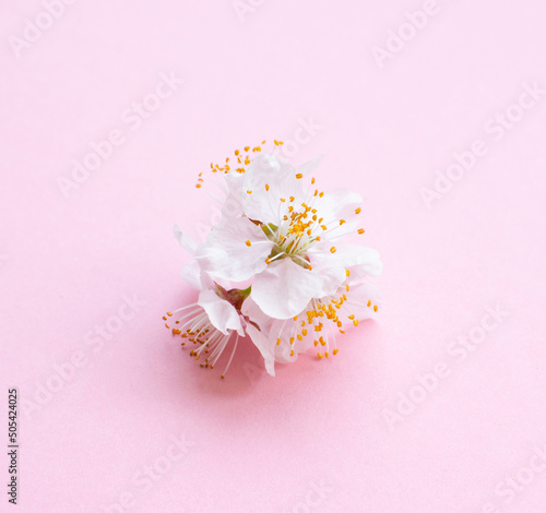 Blooming peach flowers on a pink background.