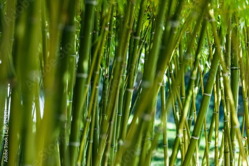 green natural Asian background of bamboo shoot at bamboo garden.
