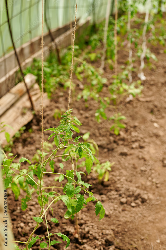 Garden with Raised Vegetable Beds Garden with Raised Vegetable Beds