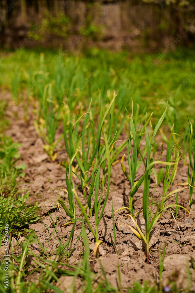 Beds with green onions. Harvest. Rural culture. Fresh greens. Beds with green onions. Harvest. Rural culture. Fresh greens.