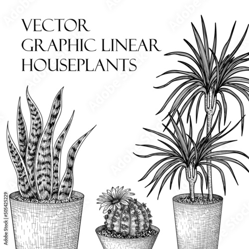 Vector illustration of flowerpots in pots in engraving style. Graphic linear dracaena, lobivia cactus, sansevieria