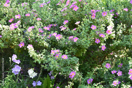 Ciste rose en fleurs dans le maquis en Corse photo