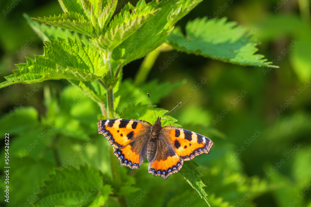 Small tortoiseshell butterfly sitting on a stinging nettle leaf Small tortoiseshell butterfly sitting on a stinging nettle leaf