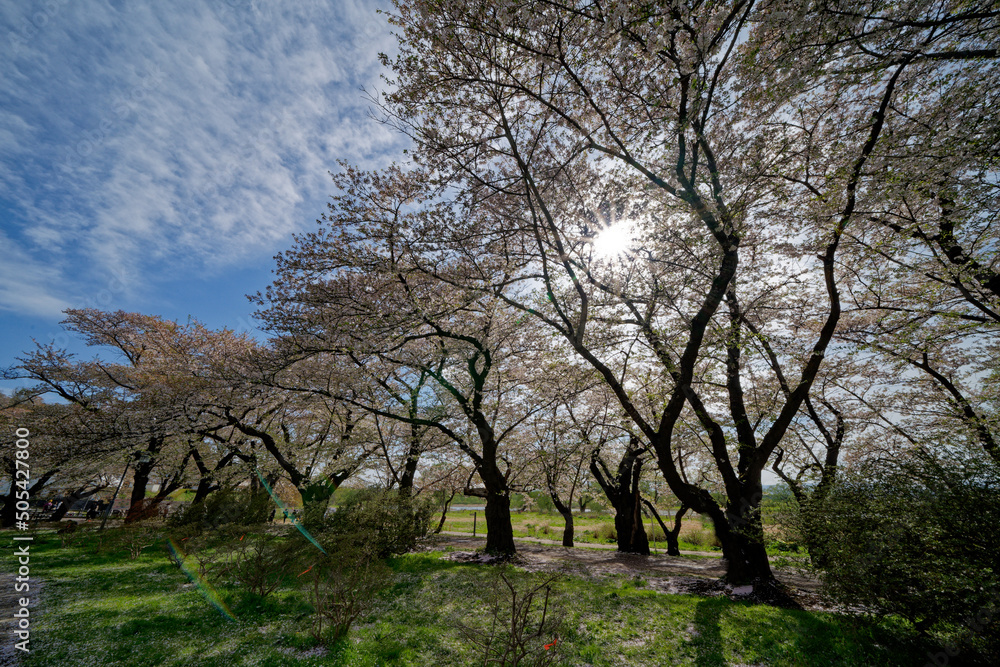 北上展勝地の桜並木