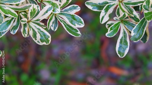 Close-up  Black afara  leaf with blurred background,beautiful background nature for design work
