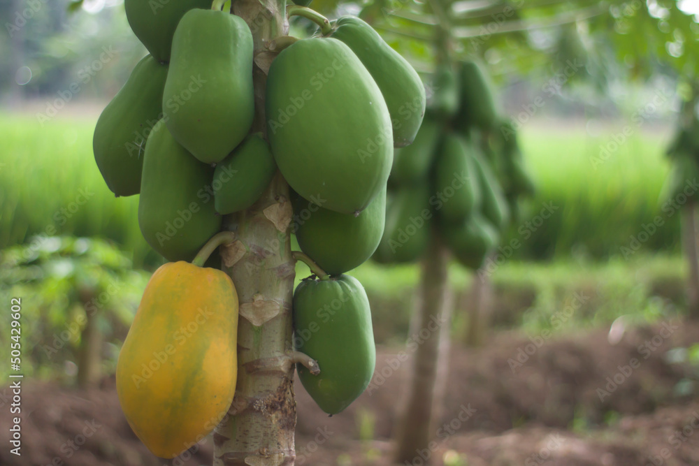 A Papaya tree with ripe and unripe fruit thrives. Papaya fruits growing on tree. A Papaya tree with ripe and unripe fruit thrives. Papaya fruits growing on tree.