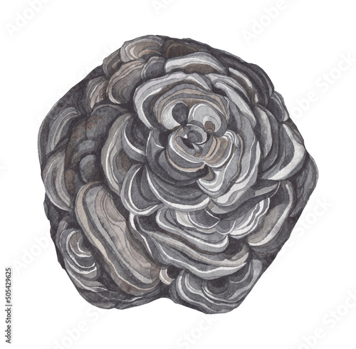 Iron rose hematite watercolor gemstone. Zodiac stone isolated on white background. Healing crystal illustration photo
