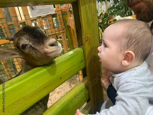 A young goat on a farm peeks out from behind a wooden beam at a child. Gray artiodactyl animal. Small child at Ecofarm, animal care, farming photo