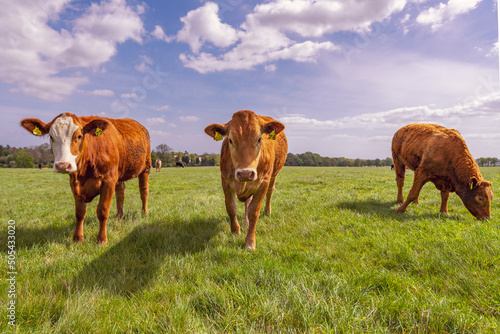Krowy pasące się na soczystej zielonej łące w słoneczny wiosenny dzień. © Aneta