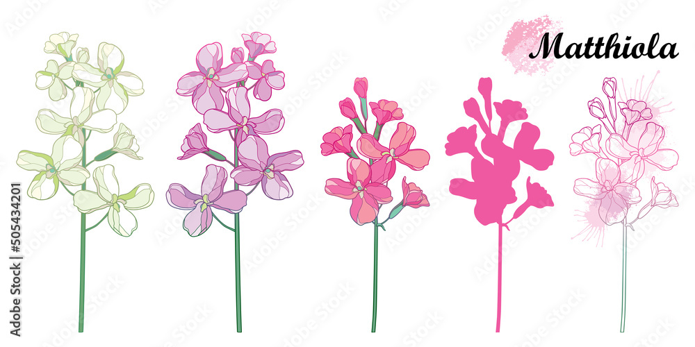 Obraz premium Set with outline Matthiola flower bunch, bud and leaves in pastel colored isolated on white background. 
