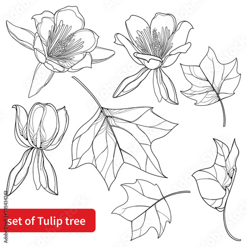 Set with outline Liriodendron or tulip tree flower and leaves in black isolated on white background. 