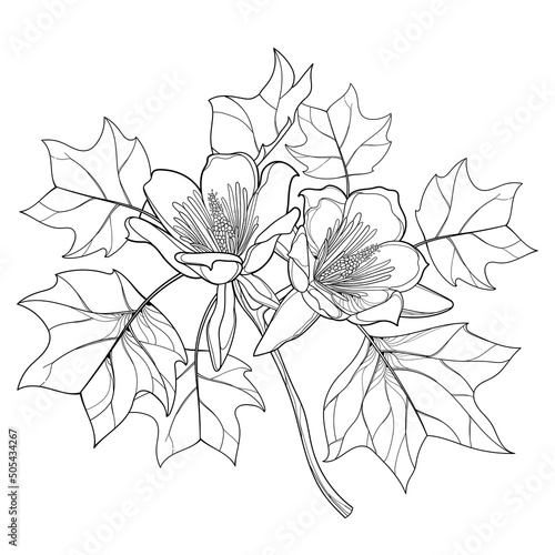 Bunch with outline Liriodendron or tulip tree flower and leaves in black isolated on white background. 
