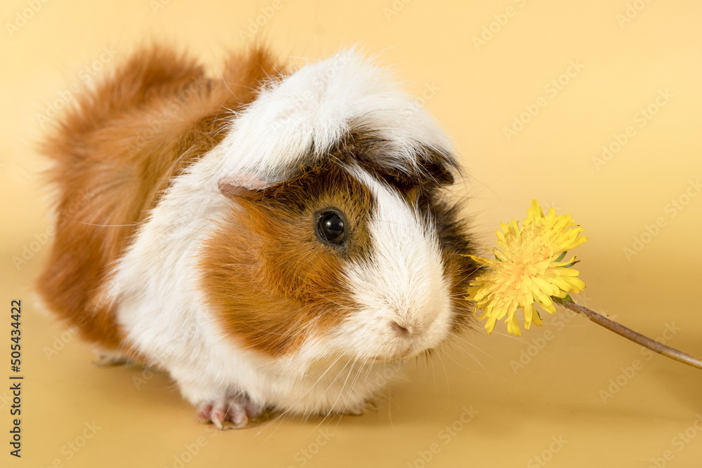 Guinea pig rosette on a beige background. Fluffy rodent guinea pig eating a dandelion flower on colored background Guinea pig rosette on a beige background. Fluffy rodent guinea pig eating a dandelion flower on colored background