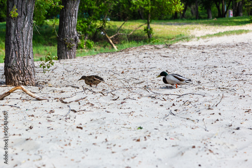 duck family on the beach in Kyiv Ducks walk on the sand near the river. feathered birds walk on the sand. wild life in the park. Protected place for animals. bird protection.