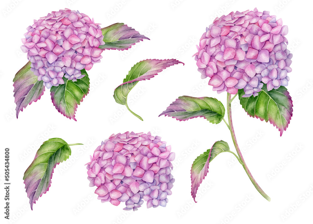 Watercolor Hydrangea floral set. Hand painted pink Hortensia flower ...