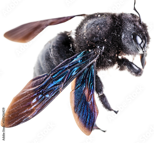 Xylocopa Macro