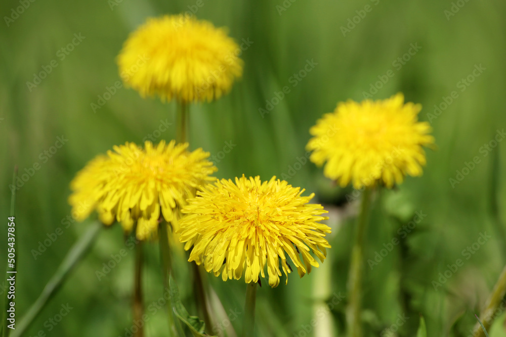Blooming dandelions, spring flower in green grass Blooming dandelions, spring flower in green grass